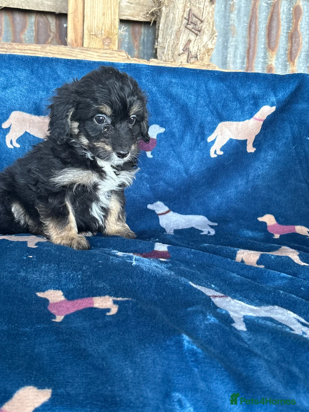 Bordoodle dogs for sale: Bordoodle puppies - Advert 28