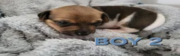 Jack Russell dogs for sale: Jack Russell puppies - Advert 5