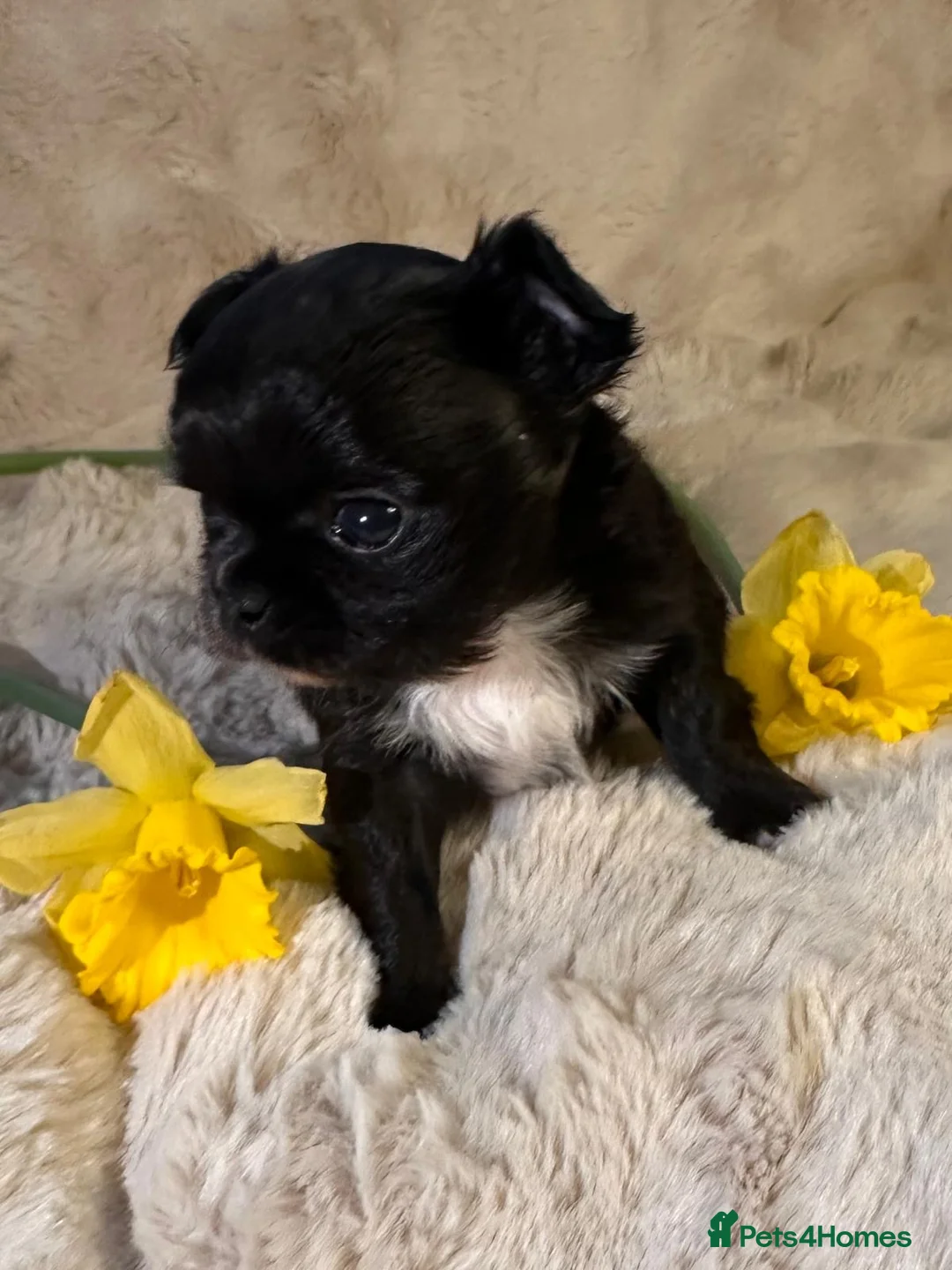 Chihuahua dogs for sale: Long hair, beautiful chihuahuas - Advert 12