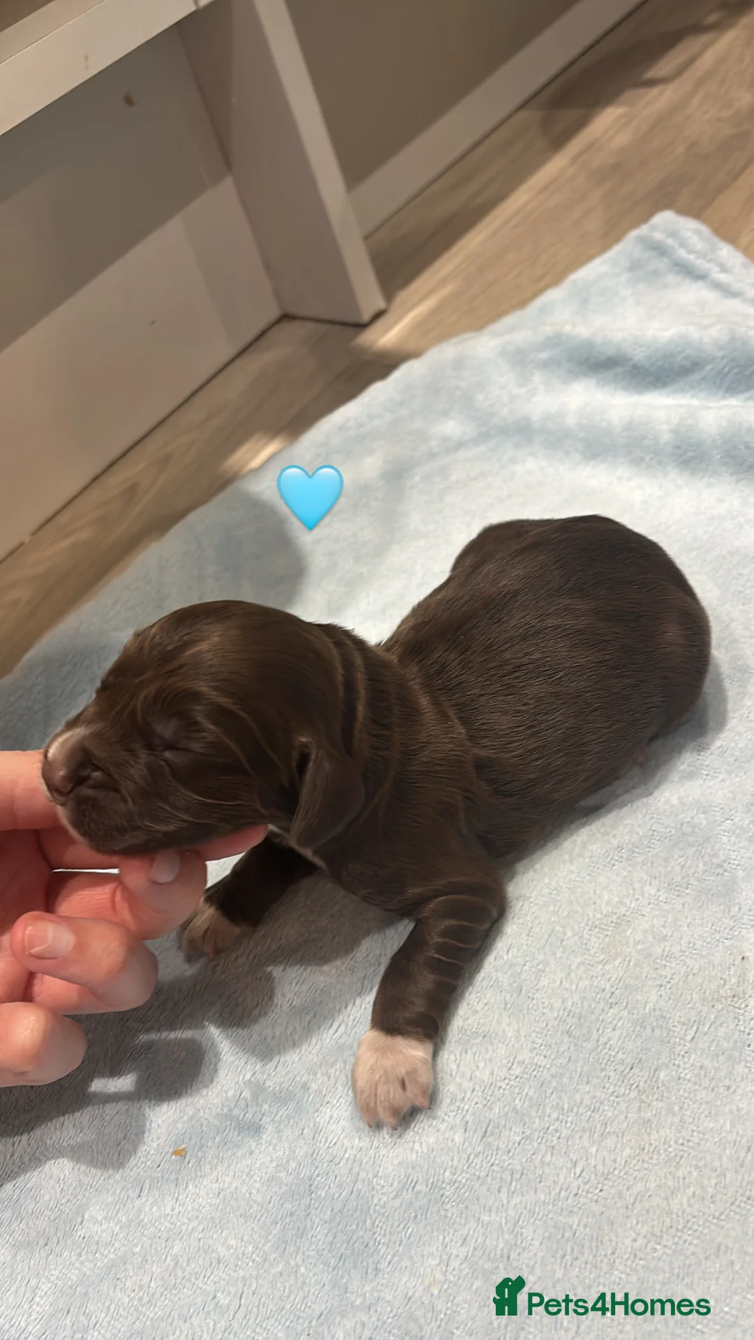 Cocker Spaniel dogs for sale: Cocker spaniels for sale! Put your deposits down! - Advert 2