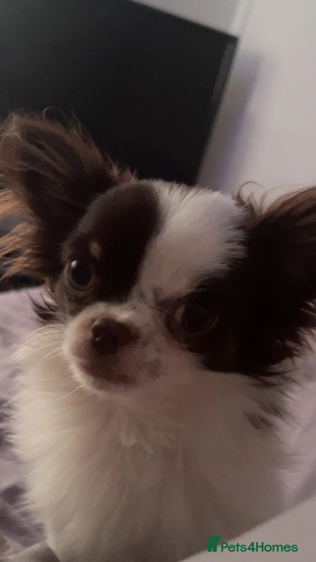 Chihuahua dogs for stud: For Stud  - Advert 5