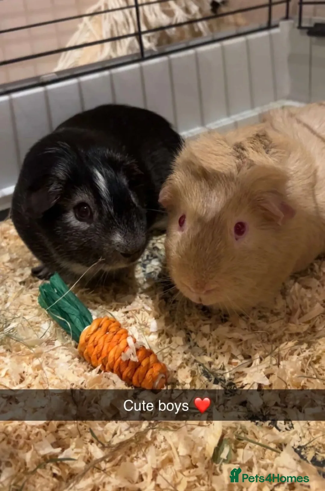 Guinea Pig rodents for sale: 2 x male guinea pigs for sale  in Bradford - Advert 2