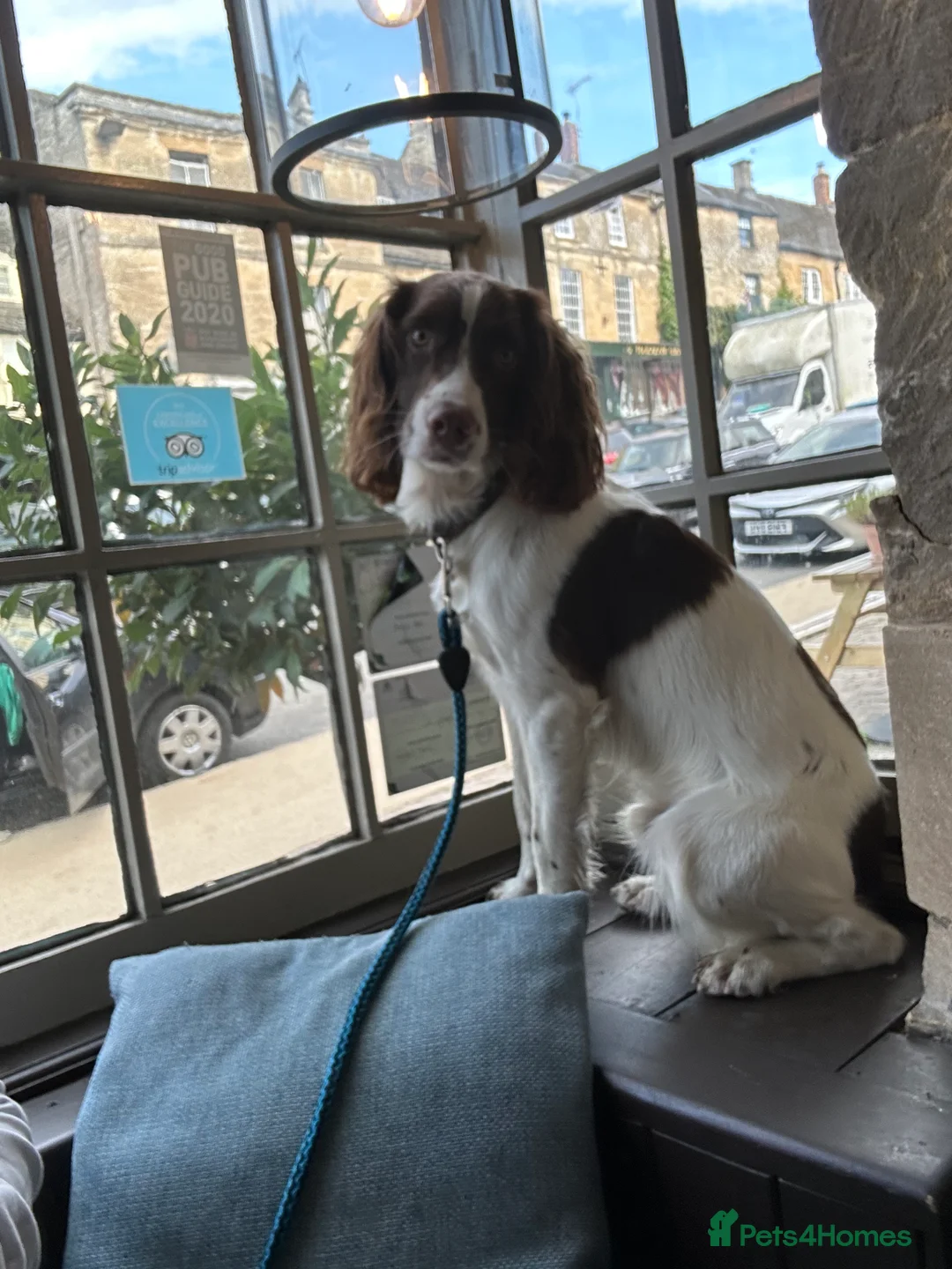 English Springer Spaniel dogs for stud: KC reg Working line springer spaniel stud  in Ammanford - Advert 11