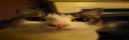 Mixed Breed cats for sale: Narla  - Advert 6