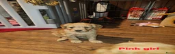 Mini Goldendoodle dogs for sale: Miniature Goldendoodle Puppy F1B - Advert 5