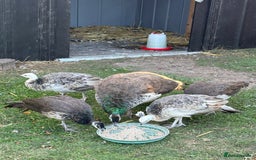 Peafowl poultry for sale: Mixed colours peacock/peahens - Image 3