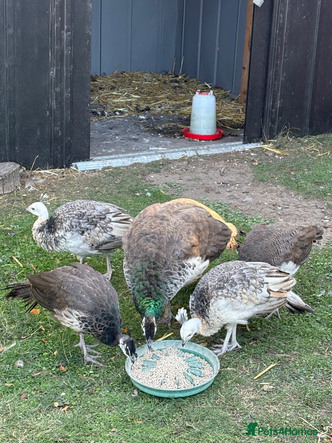 Peafowl poultry for sale: Mixed colours peacock/peahens - Image 3