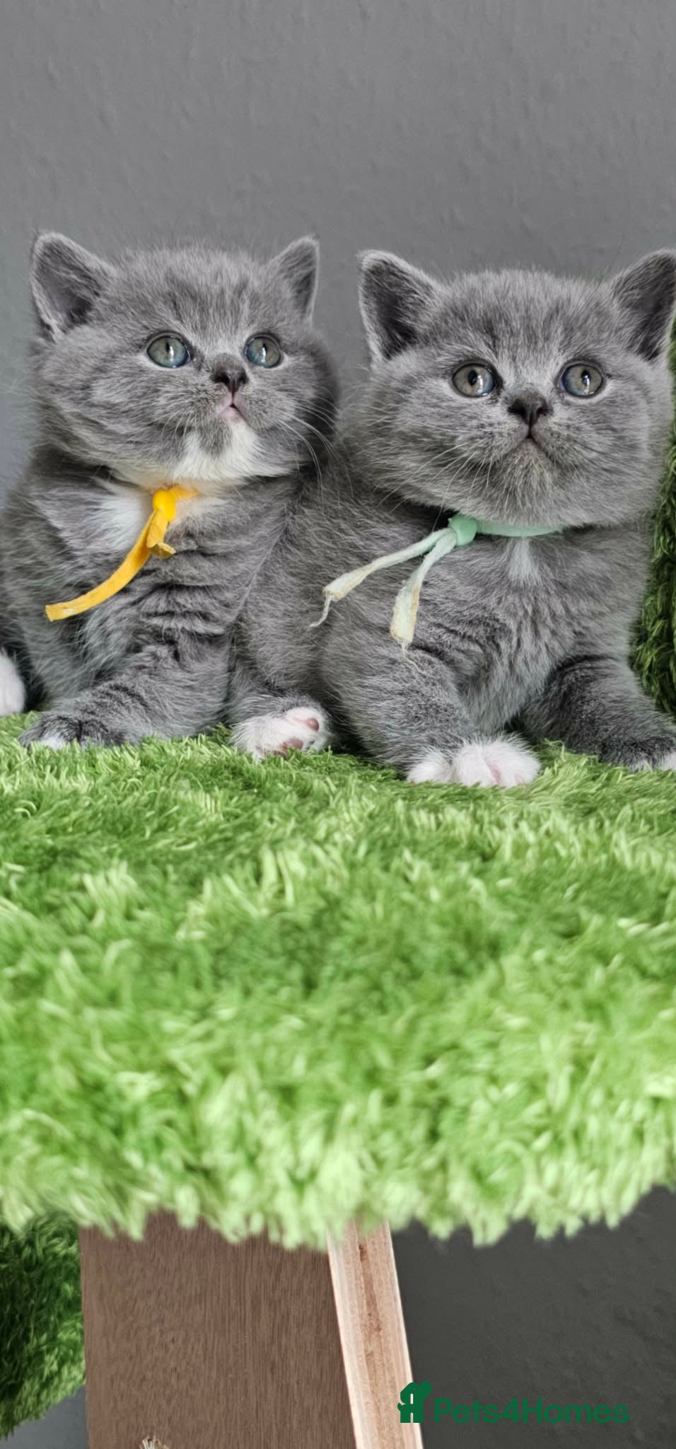 British Shorthair cats British Shorthair Kittens Champion Bloodline GCCF - Advert 1