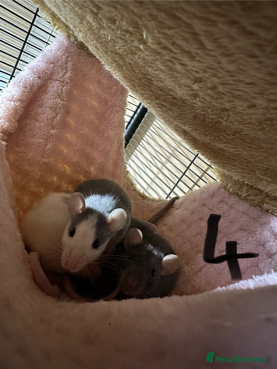 Rat rodents for sale: Rats & complete set up - Image 24
