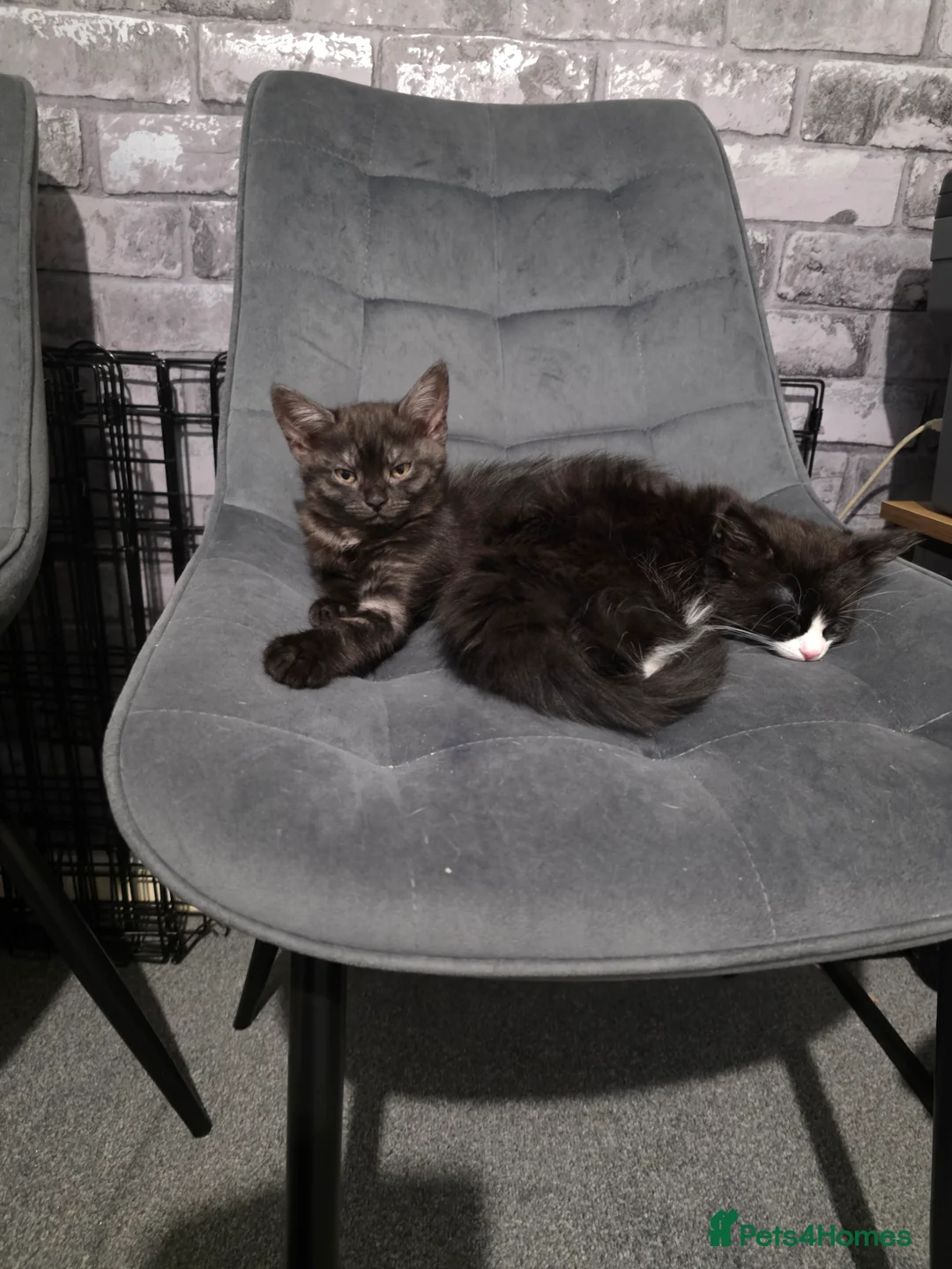 Mixed Breed cats for sale: Bonded sisters looking for forever home - Advert 2