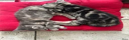 Mixed Breed cats for sale: 3 Kittens Looking for Loving Homes  - Advert 2