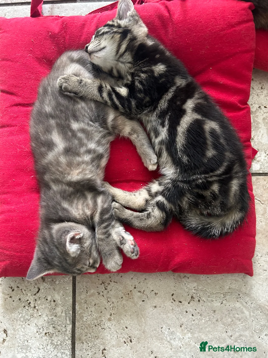Mixed Breed cats for sale: 3 Kittens Looking for Loving Homes  - Advert 2