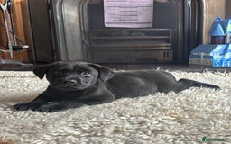 Labrador Retriever dogs for sale: 1 boy left - Advert 3