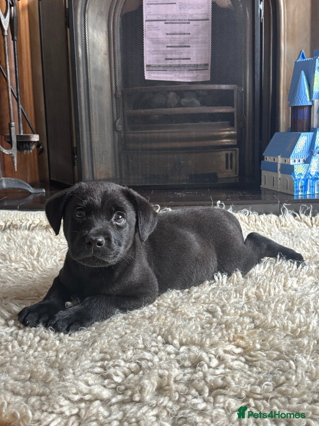 Labrador Retriever dogs for sale: 1 boy left - Advert 3
