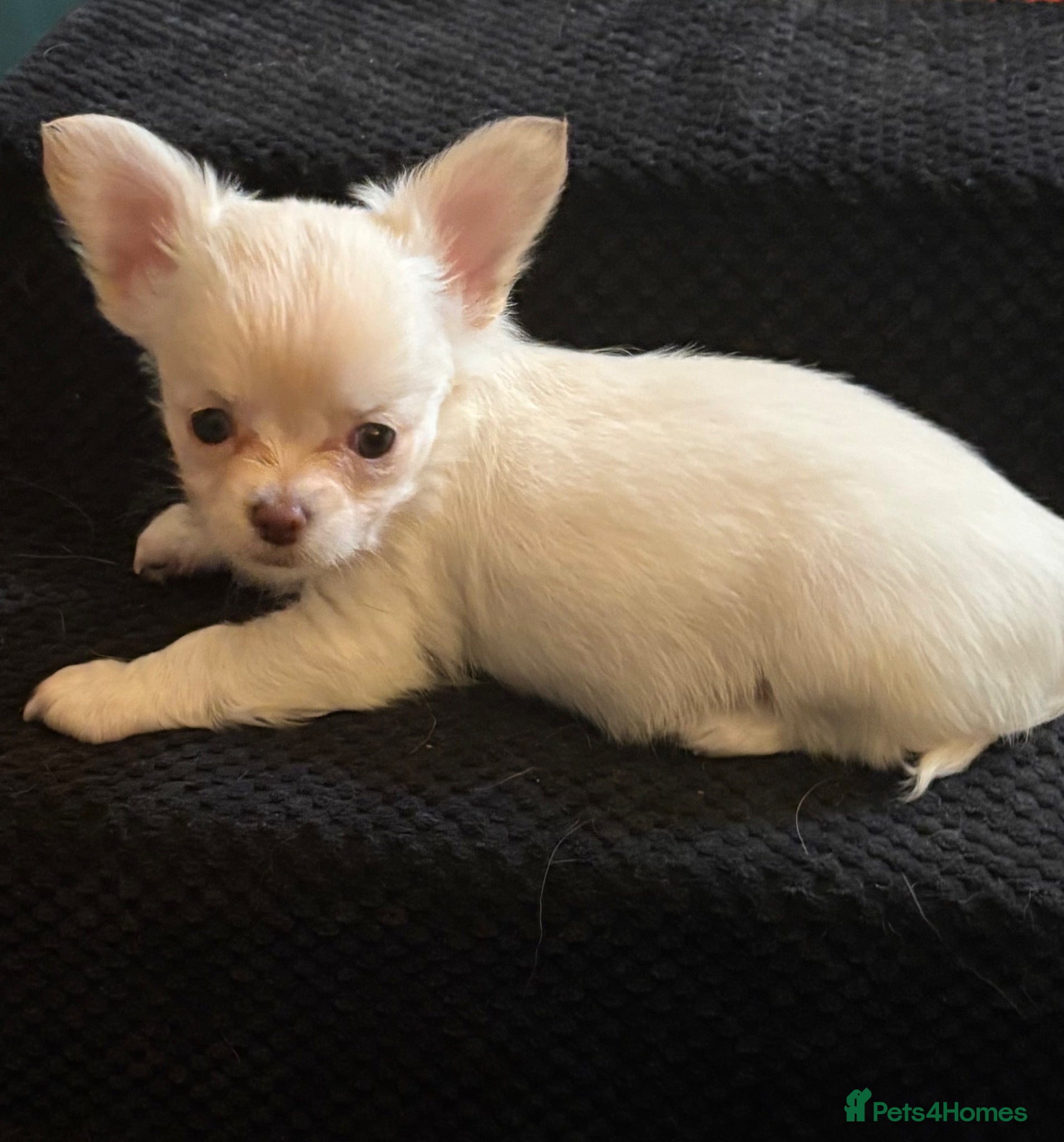 Chihuahua dogs Kc long coat chihuahua boys - Advert 2