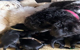 Cockapoo dogs for sale:  **  Cockapoos. Adorable F1 puppies - Image 2