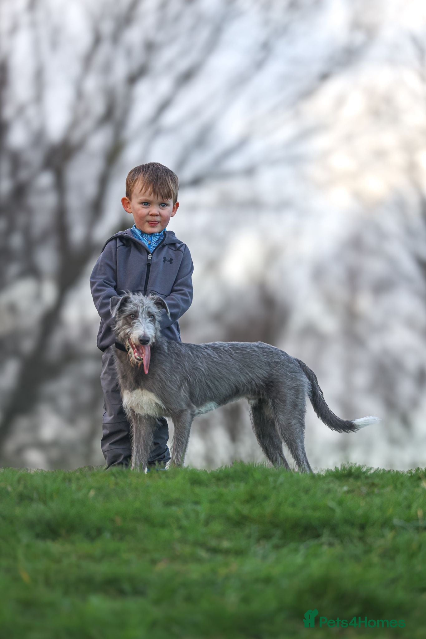 Mixed Breed dogs Bedlington whippets  - Advert 2