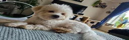Shih Tzu dogs for sale: 10 month shih tzu puppy for sale in Falkirk - Advert 3