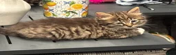Mixed Breed cats for sale: Blue eyed fluffy babies  - Advert 28