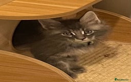 Maine Coon cats for sale: GCCF registered Maine Coon kittens  - Image 5