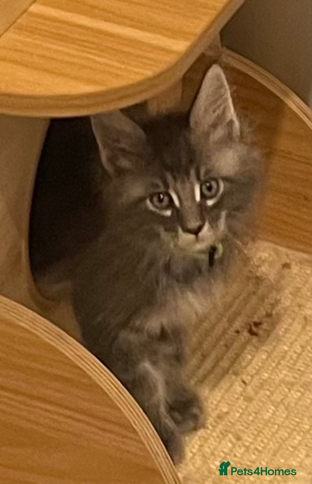 Maine Coon cats for sale: GCCF registered Maine Coon kittens  - Image 5