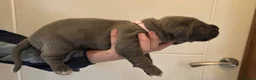 Cane Corso dogs for sale: 7 Blue Beautiful Cane Corso puppies 3 weeks old - Advert 9