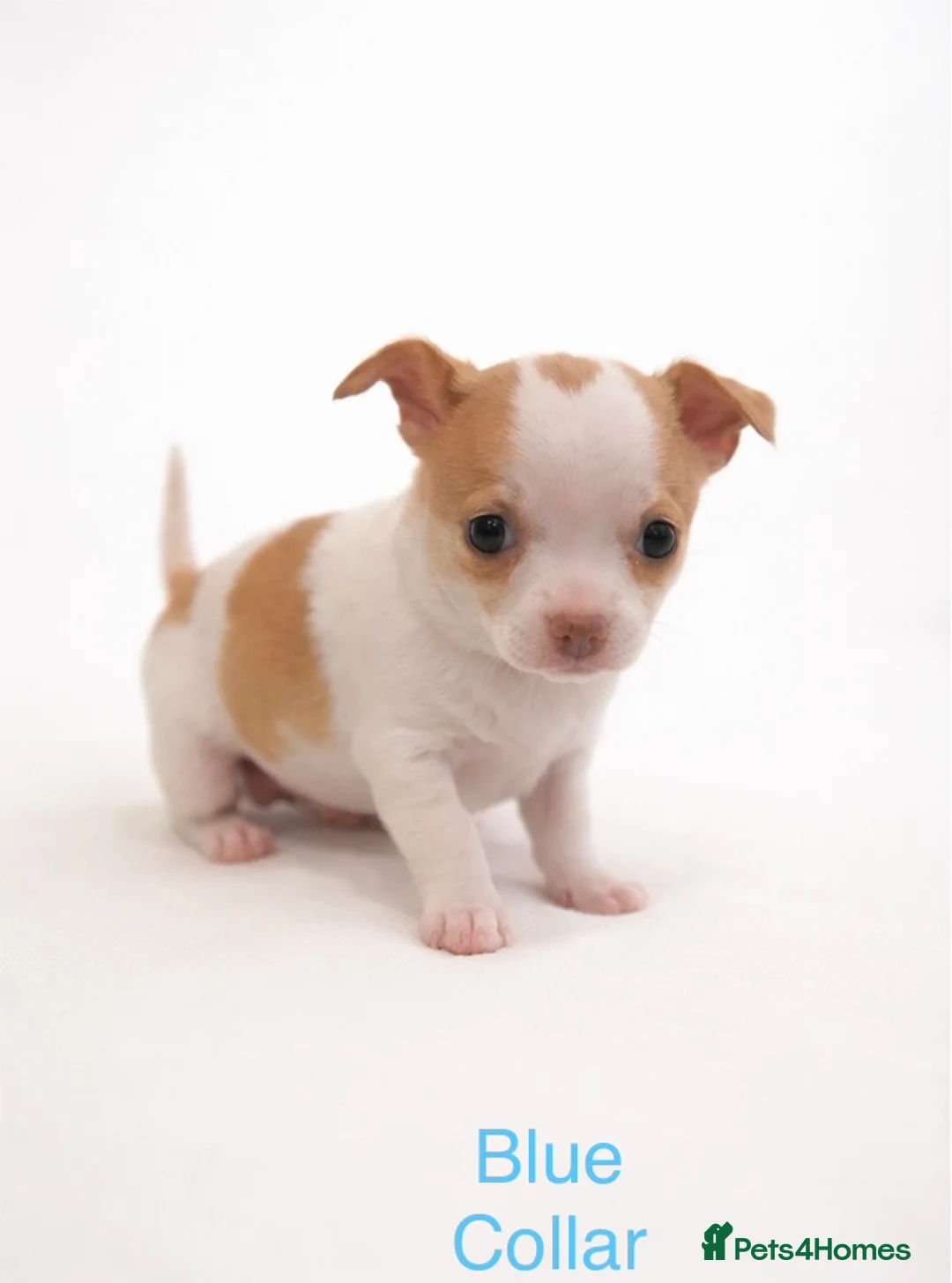 Chihuahua dogs for sale: Beautiful Chihuahua pups 1 Boy left  - Advert 2