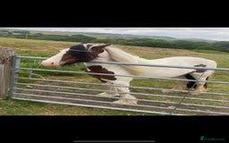 Irish Cob horses for sale: Quiet 3 year old 13hh mare  - Image 7