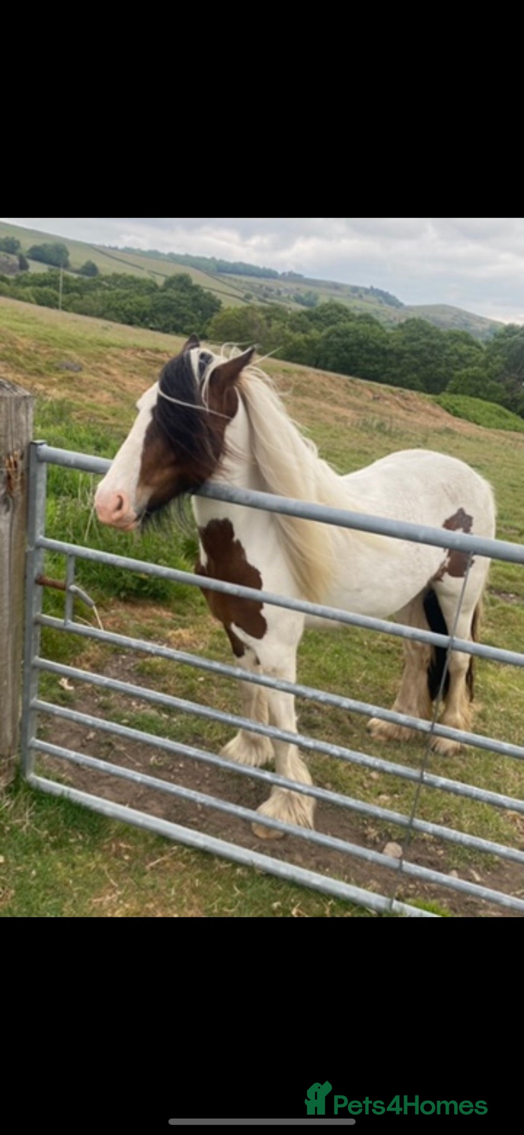 Irish Cob horses for sale: Quiet 3 year old 13hh mare  - Image 7