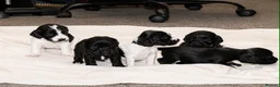 Cocker Spaniel dogs for sale: 🐾 Beautiful Cocker Spaniel Puppies 🐾 in Bradford - Advert 10