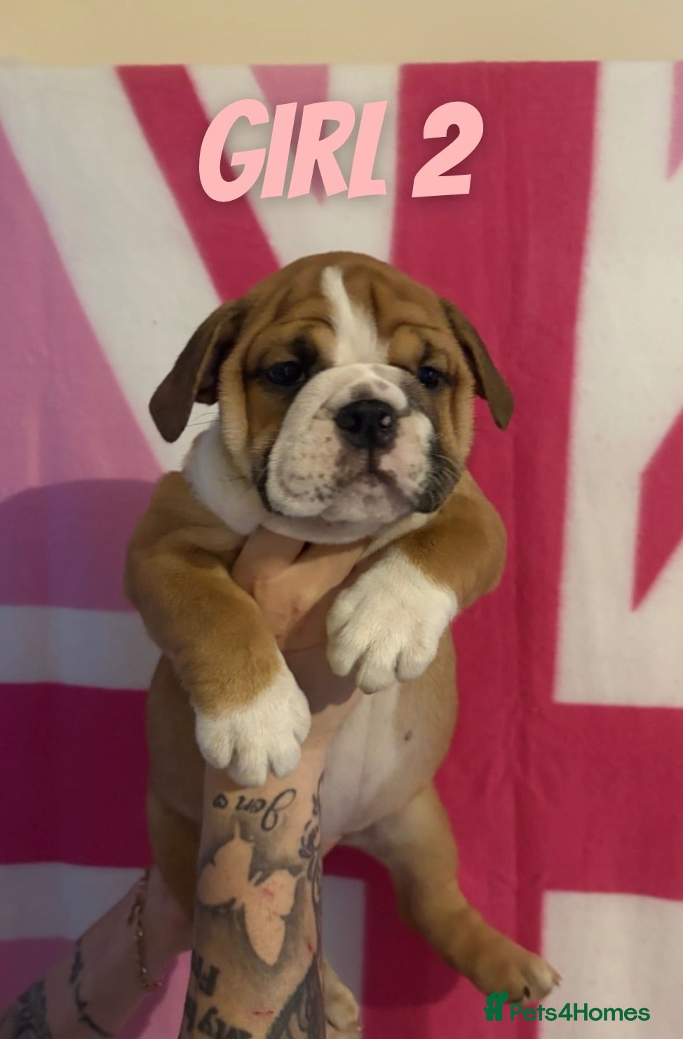English Bulldog dogs TRADITIONAL BULLDOGS READY FOR THEIR FOREVER HOMES - Advert 8