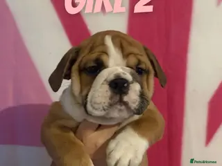English Bulldog dogs TRADITIONAL BULLDOGS READY FOR THEIR FOREVER HOMES - Advert 8
