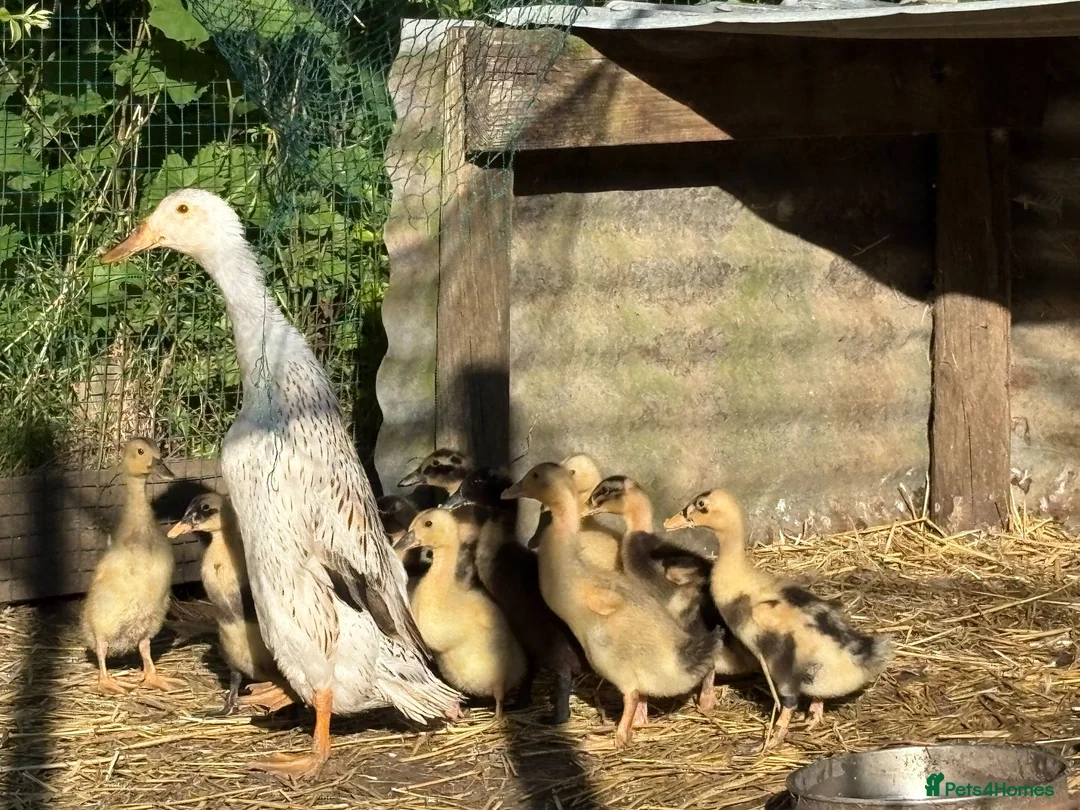 Ducks poultry for sale: Indian Runner Ducklings (Hybrids) in Dereham - Advert 1