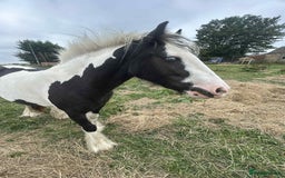 Irish Cob horses for sale: Gyspy offers considered - Image 6