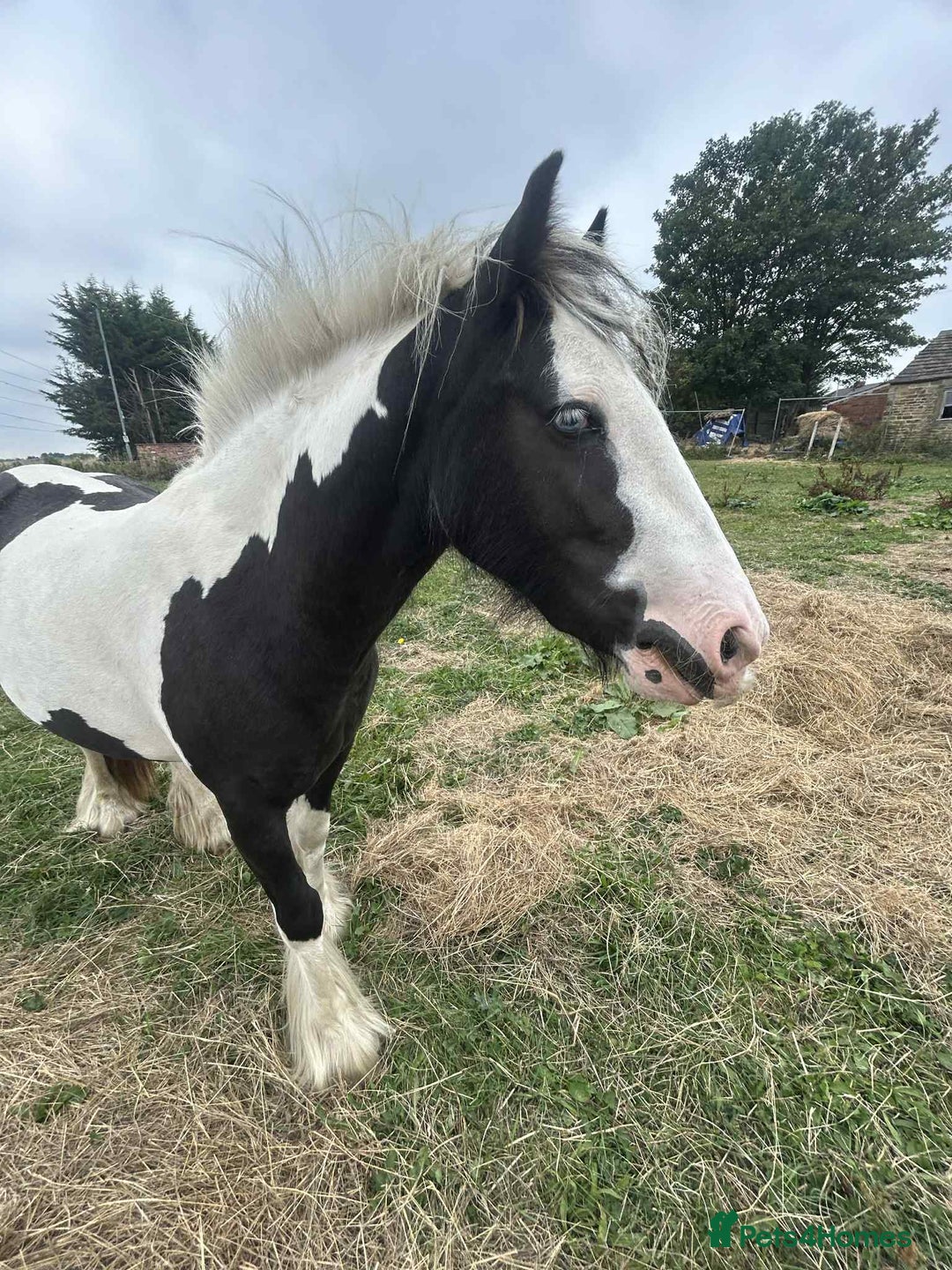 Irish Cob horses for sale: Gyspy offers considered - Image 6