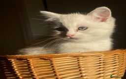 British Shorthair cats for sale: READY NOW ☺️4 British short hair & Ragdoll kittens - Image 1
