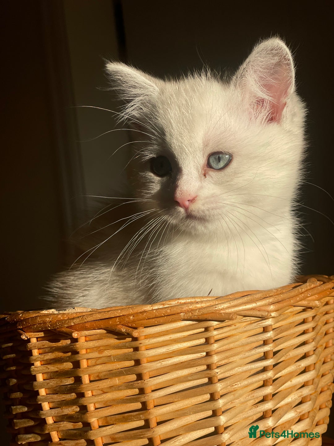 British Shorthair cats for sale: READY NOW ☺️4 British short hair & Ragdoll kittens - Image 1