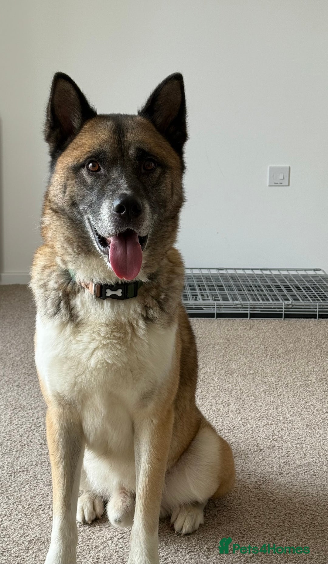 Huskita dogs for sale: Husky cross Akita  - Image 1