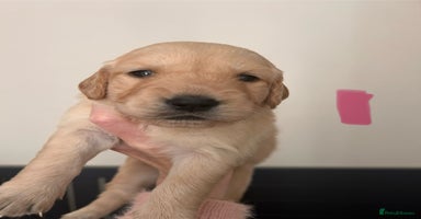 Golden Retriever dogs - Advert 1