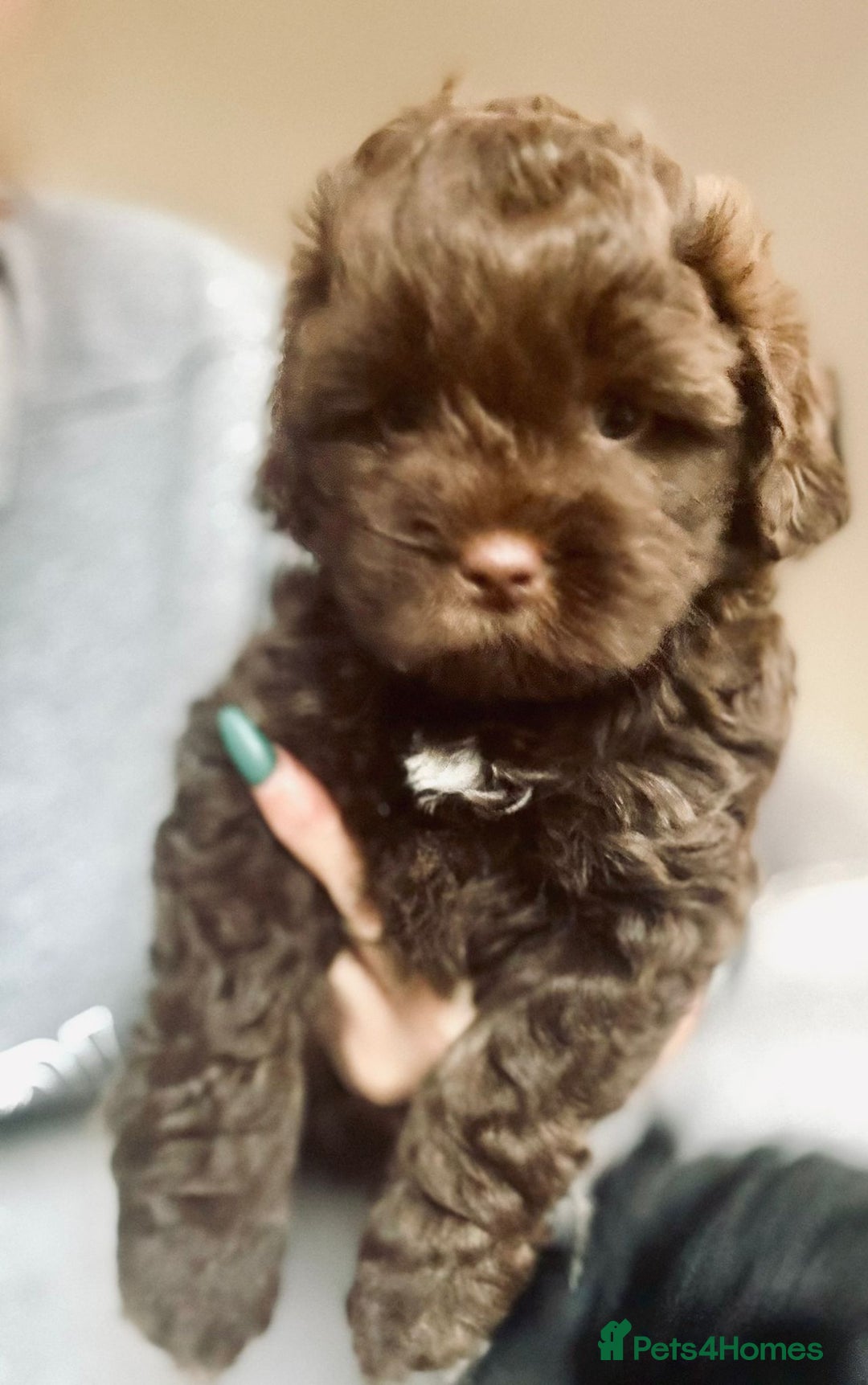 Shihpoo dogs for sale: Ready now, stunning Shihpoo puppies £1650 - Image 7
