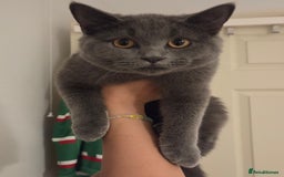 British Shorthair cats for sale: ☆ 6month male british shorthair kitten ☆ - Advert 15