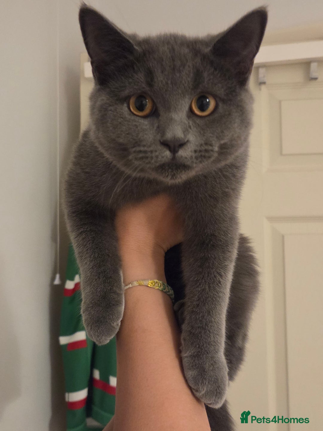 British Shorthair cats for sale: ☆ 6month male british shorthair kitten ☆ - Advert 15