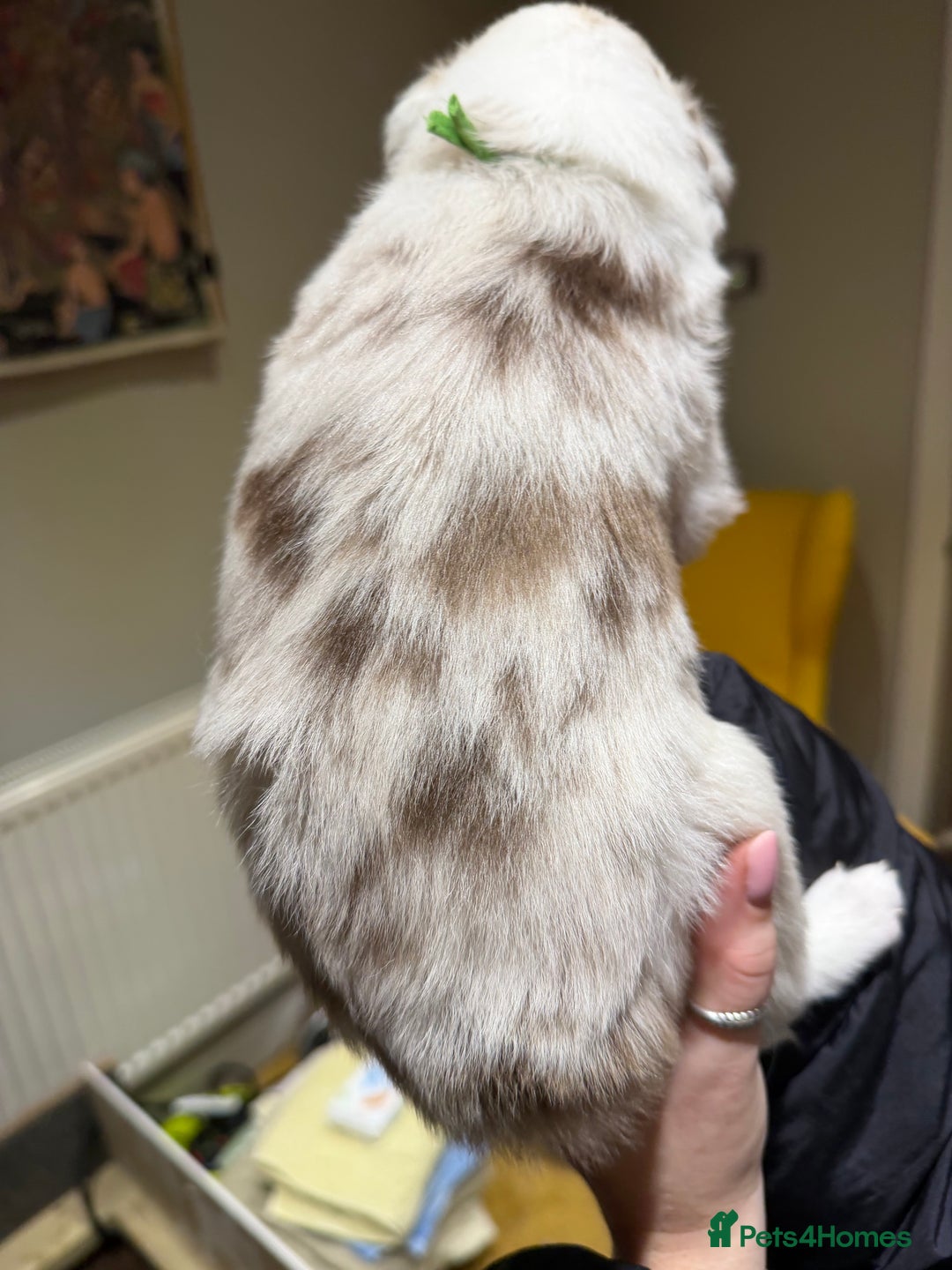 Border Collie dogs for sale: Red & white tri merle border collie puppies - Advert 13