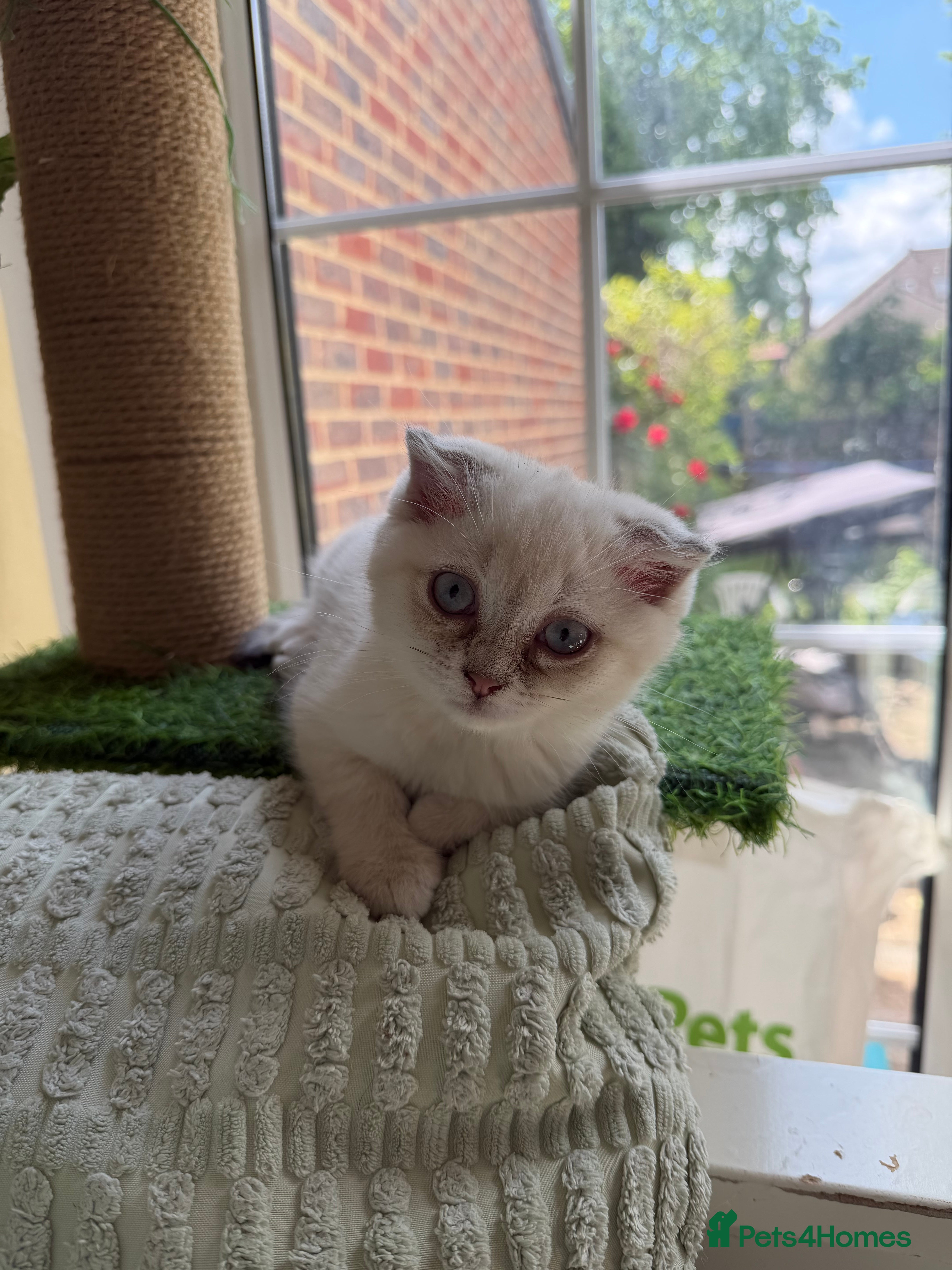 Scottish Fold cats for sale: READY SCOTTISH FOLD KITTENS (URGENT) - Advert 2