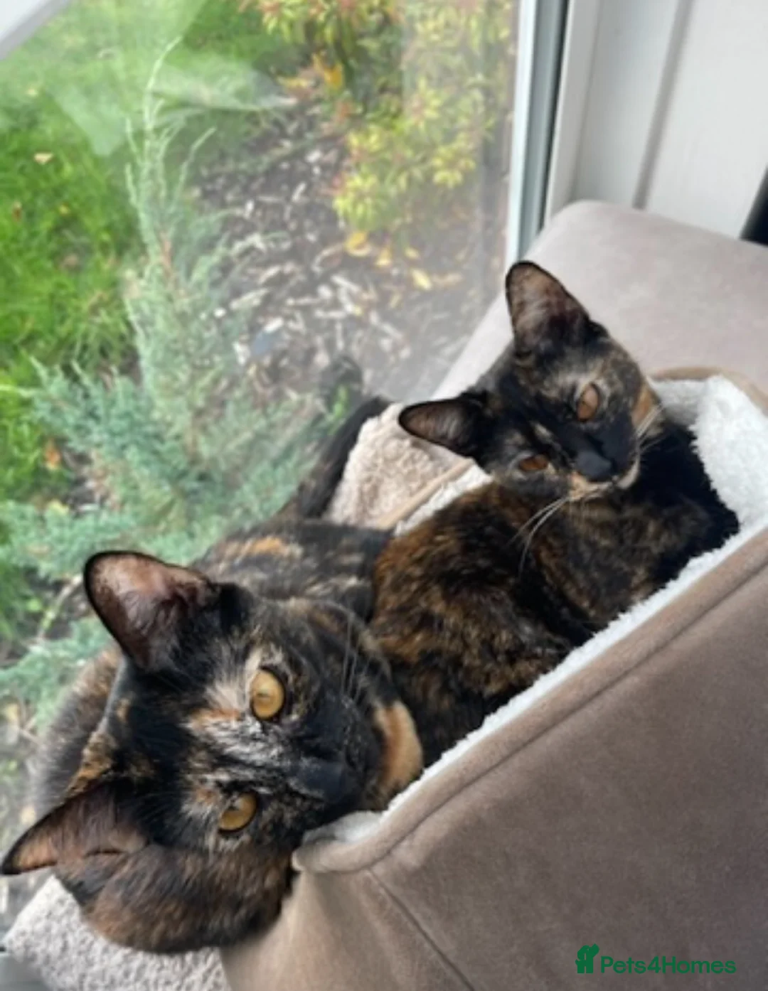 Mixed Breed cats for sale: 2 Tortoise shell female cats  - Advert 4