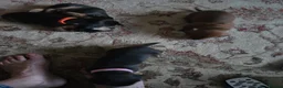 Miniature Dachshund dogs for sale: Minature Dachshund  - Advert 9