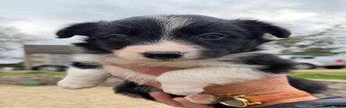 Border Collie 4