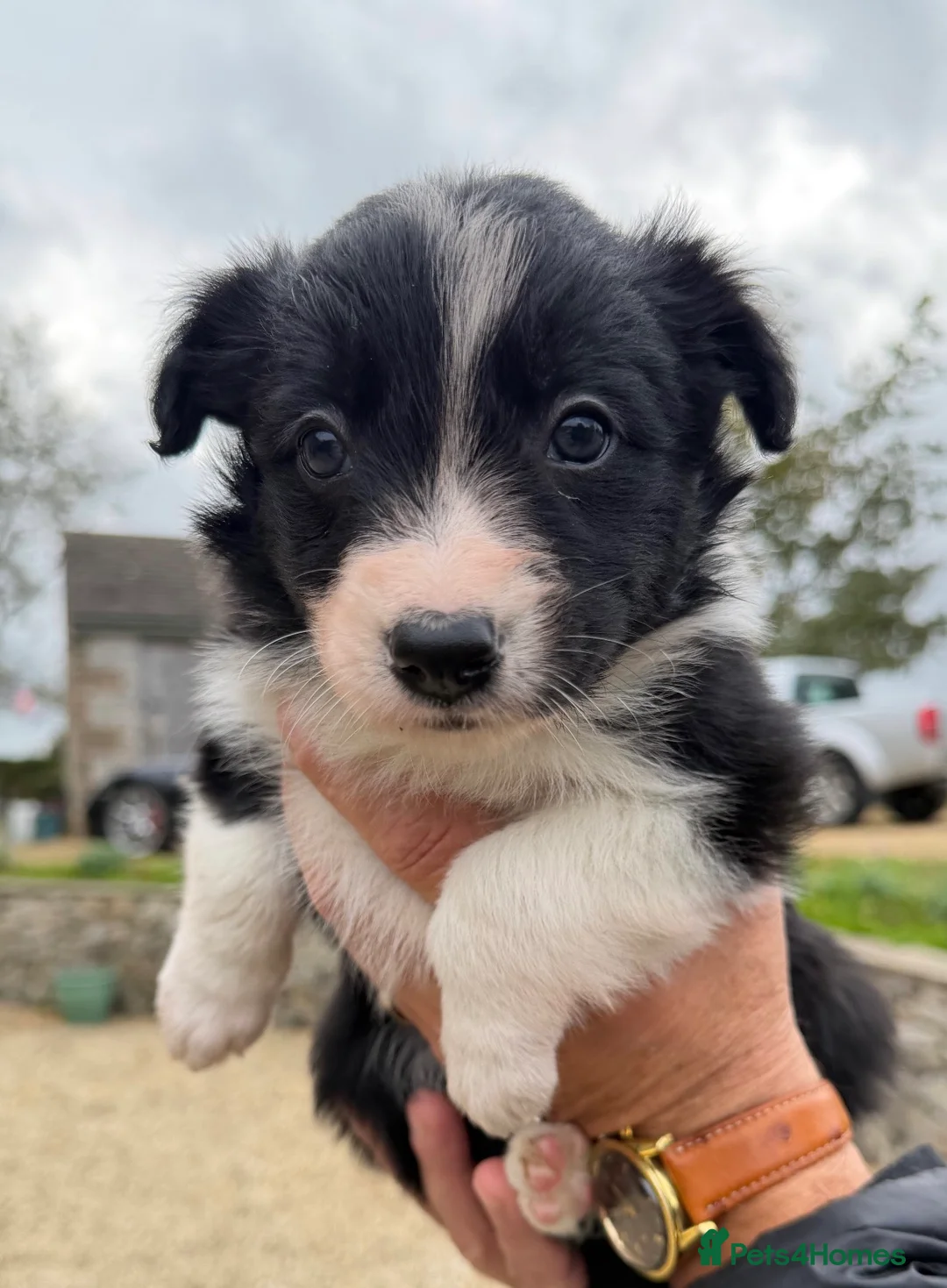 Border Collie dogs for sale: Border collie pups for sale  - Advert 2