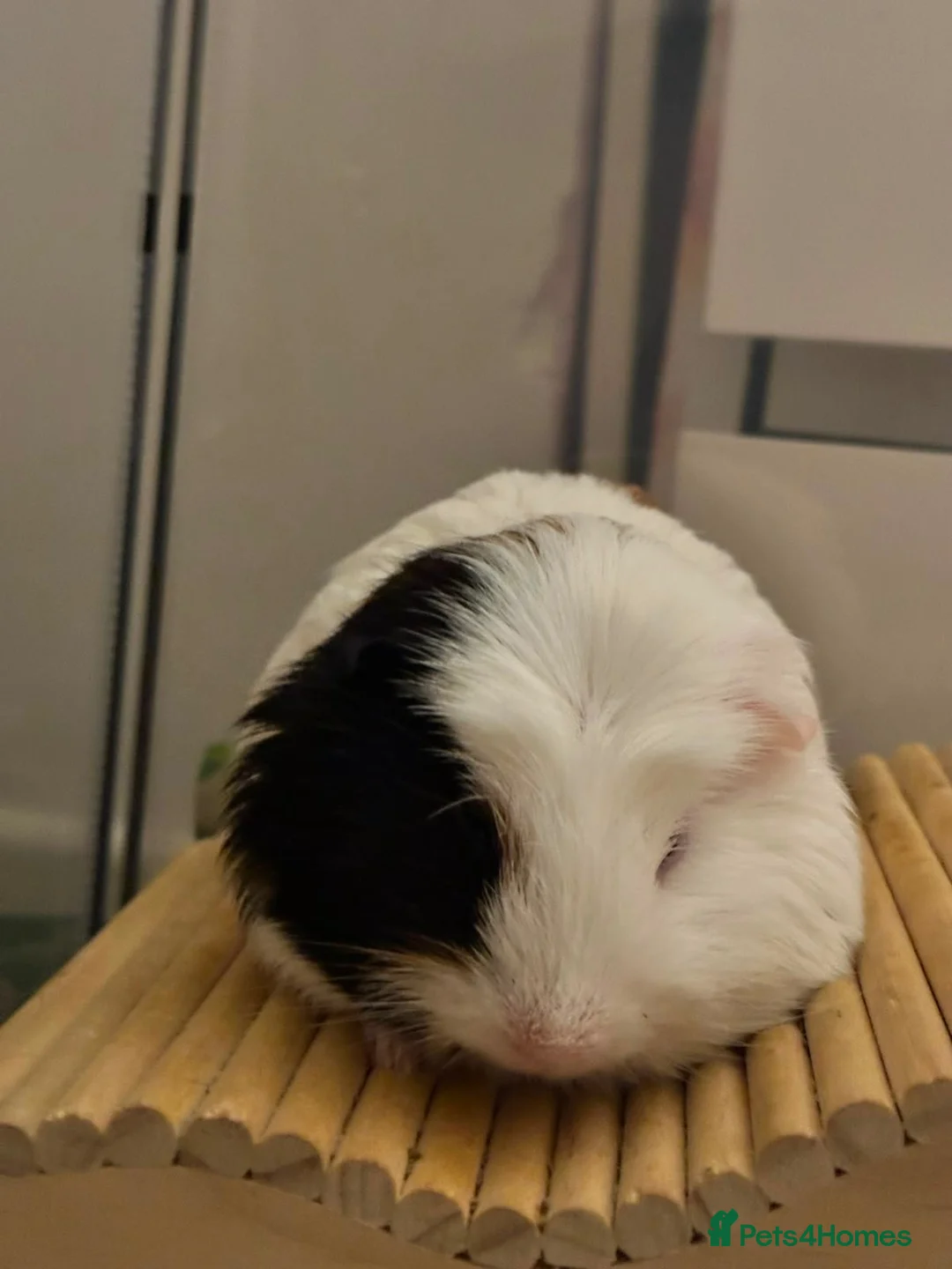 Guinea Pig rodents for sale: Ziggy and Zuko in London - Advert 3