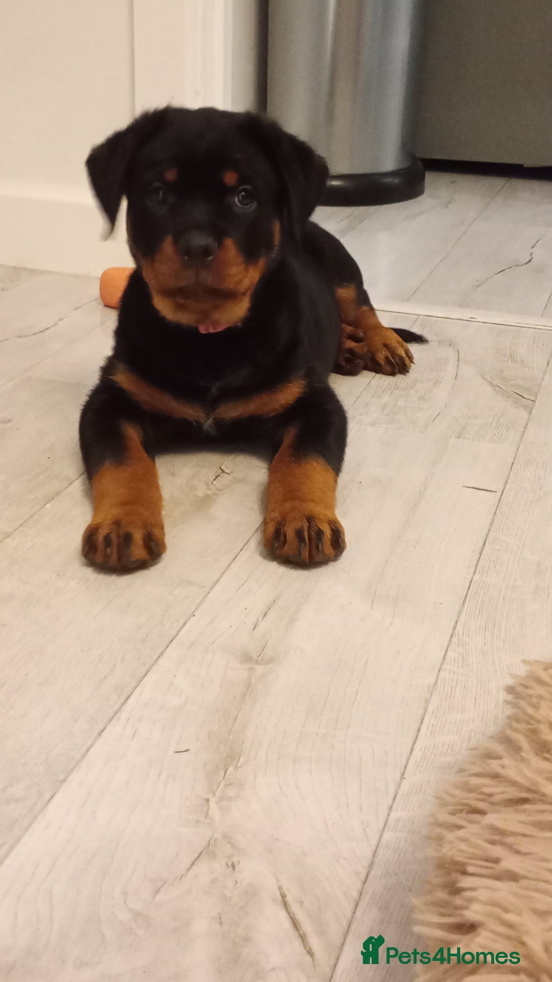 Rottweiler dogs for sale: ROTTWEILER PUPPIES- READY NOW - ONLY ONE LEFT!! - Advert 22